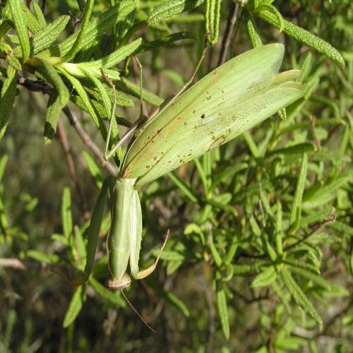 Mantis religiosa