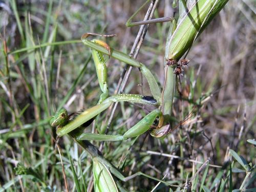 Réf. 50 413 : Mantis religiosa