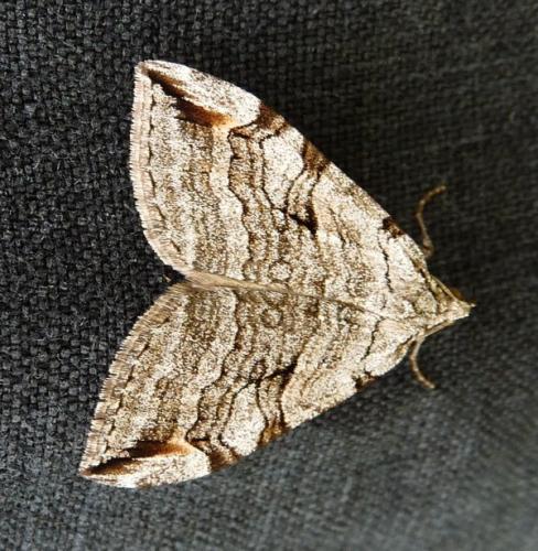 Aplocera sp.