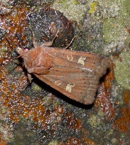 Réf. 50 106 : Xestia xanthographa