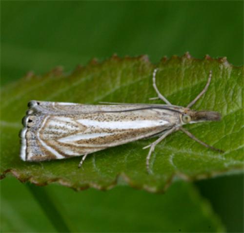 Xanthocrambus lucellus