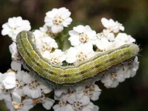 Réf. 50 631 : Heliothis peltigera