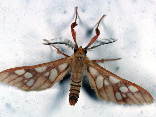 Pseudothyretes sp.