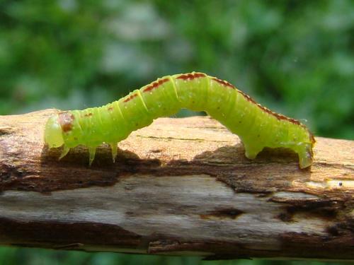 Epirrita sp.