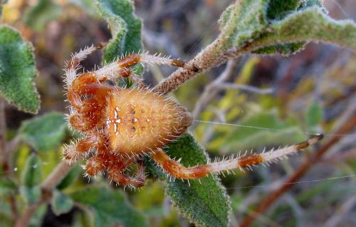 Réf. 50 573 : Araneus pallidus