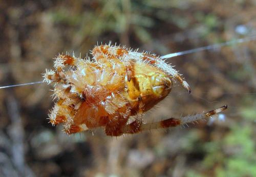 Réf. 50 574 : Araneus pallidus