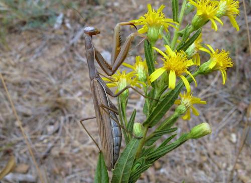 Mantis religiosa