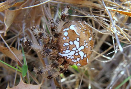 Réf. 50 679 : Araneus pallidus