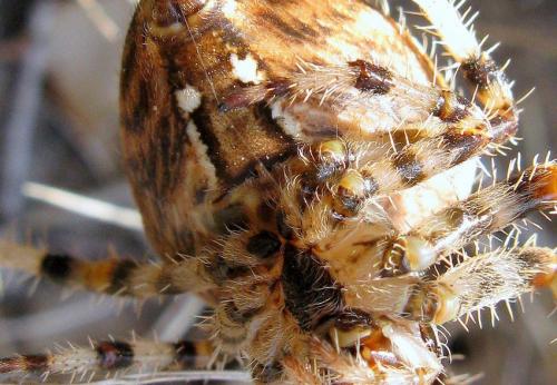 Réf. 50 681 : Araneus pallidus