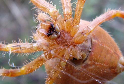 Araneus pallidus