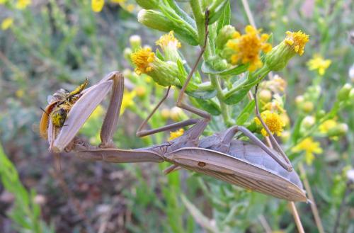 Mantis religiosa