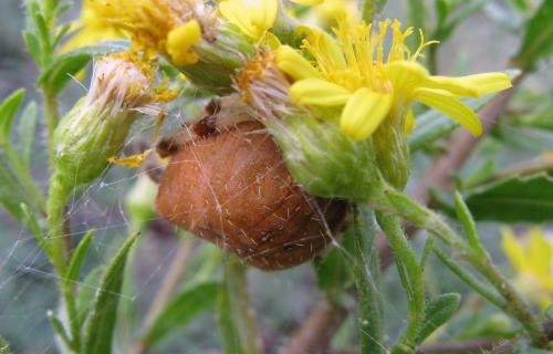 Réf. 50 822 : Araneus pallidus