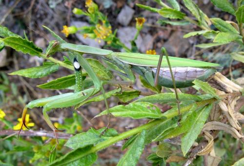 Mantis religiosa