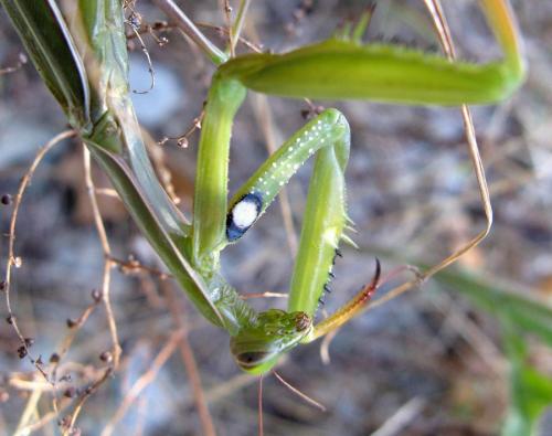 Réf. 50 997 : Mantis religiosa