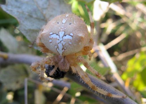 Réf. 50 999 : Araneus pallidus