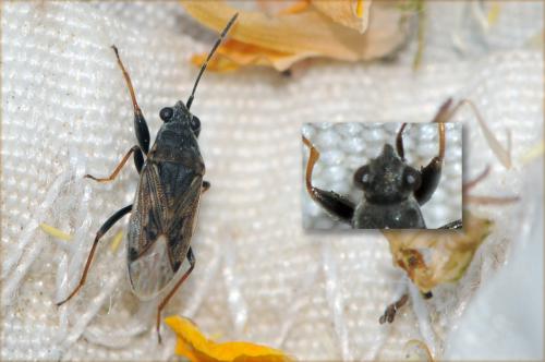 Réf. 50 073 : Peritrechus gracilicornis