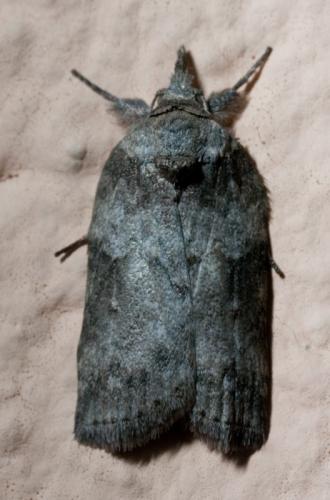 Réf. 50 103 : Nycteola sp.