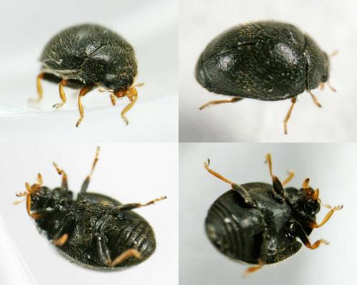Stethorus pusillus