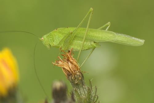 Phaneroptera nana