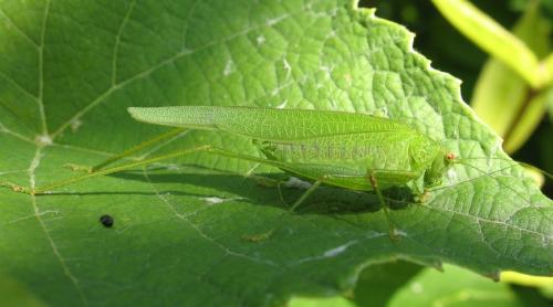 Phaneroptera nana