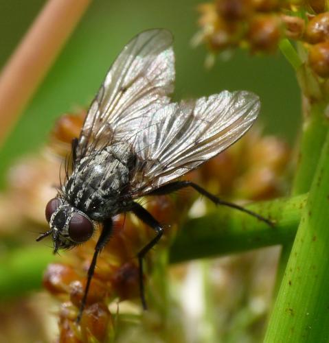 Réf. 50 490 : Phaonia trimaculata