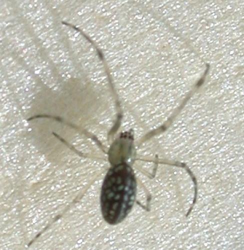 Réf. 50 553 : Tetragnatha sp.