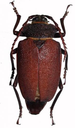 Réf. 50 346 : Calocomus morosus
