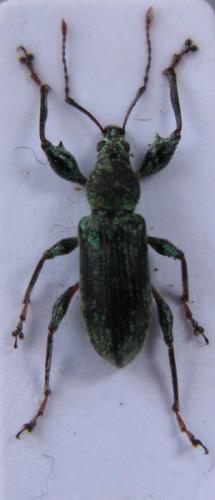 Phyllobius argentatus
