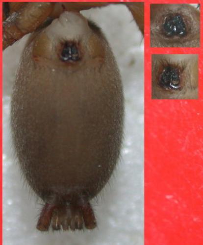 Nomisia aussereri