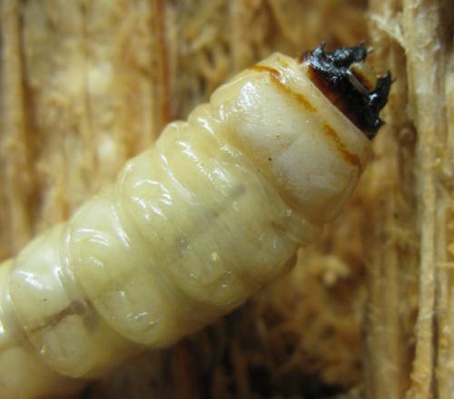 Prionus coriarius