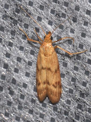 Homoeosoma sinuella