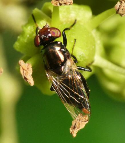 Réf. 50 035 : Physiphora alceae