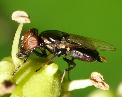 Réf. 50 036 : Physiphora alceae