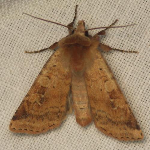 Diarsia mendica