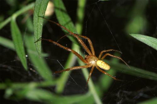 Metellina sp.