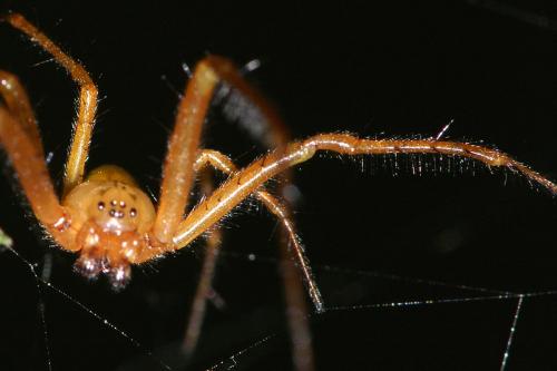Metellina sp.