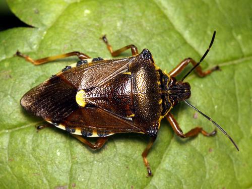 Pinthaeus sanguinipes
