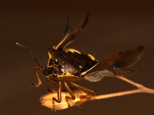 Pinthaeus sanguinipes