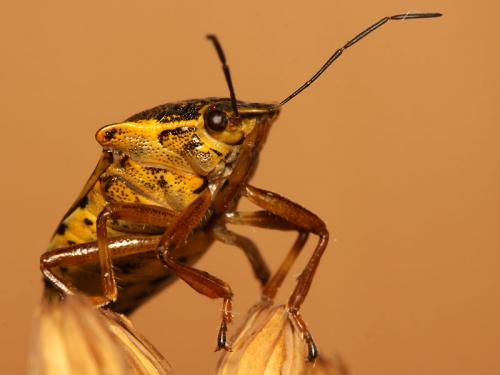 Pinthaeus sanguinipes