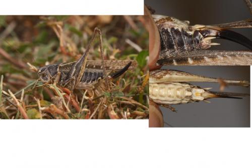 Réf. 50 931 : Platycleis affinis affinis