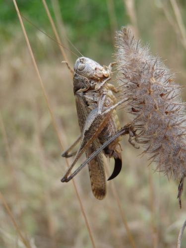 Platycleis falx laticauda