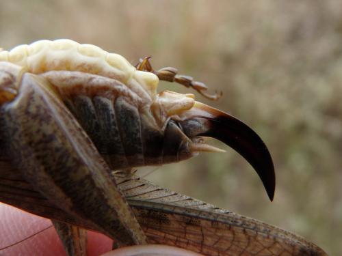 Platycleis falx laticauda