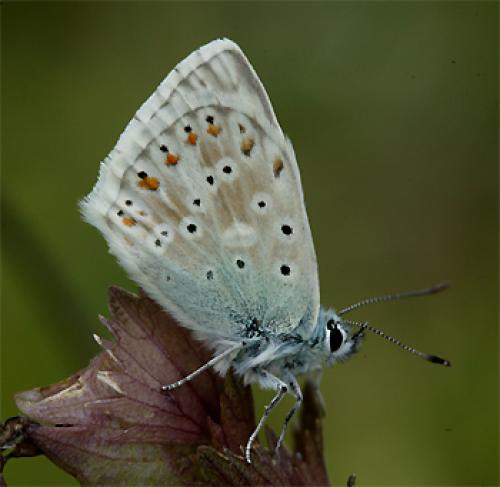 Polyommatus coridon