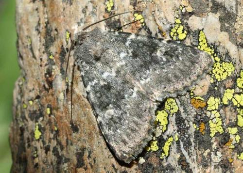 Polymixis dubia