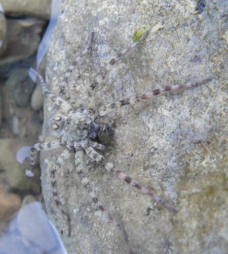 Réf. 50 362 : Arctosa cinerea