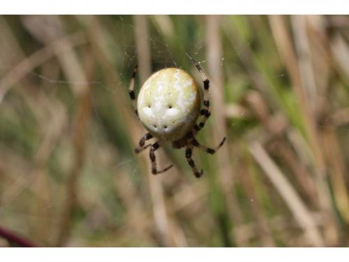 Araneus quadratus