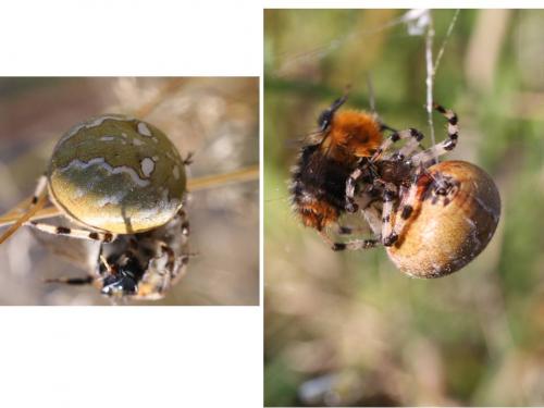Araneus quadratus