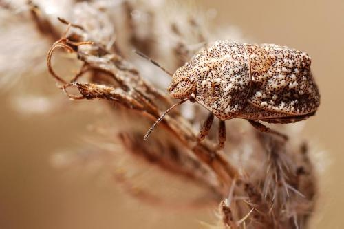 Réf. 50 025 : Psacasta tuberculata