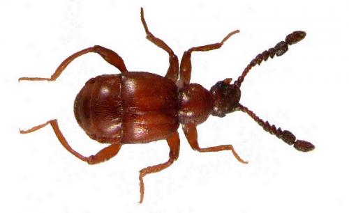Réf. 50 919 : Trissemus antennatus