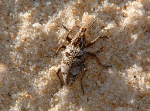 Coniocleonus turbatus